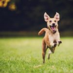 10 alapszabály, hogy a kutyád boldog legyen