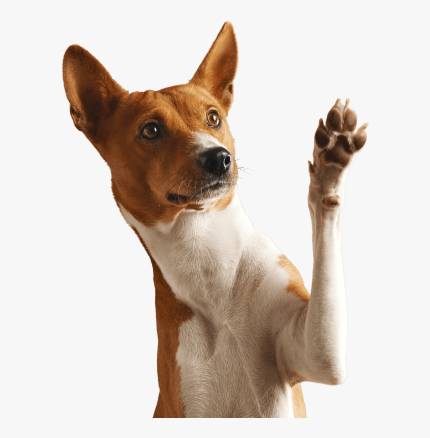 0-5093_dog-png-pet-dog-paw-in-air-transparent