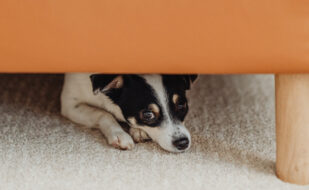 calm-down-a-scared-dog calm-down-a-scared-dog