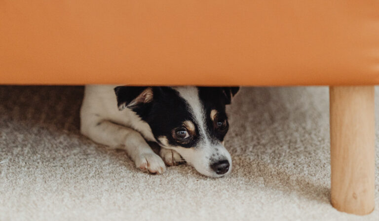 calm-down-a-scared-dog calm-down-a-scared-dog