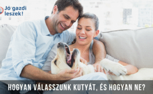 jogazdi11-1170x725 jogazdi11-1170x725