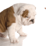 A kutya érkezése a családba 2. – A második naptól…