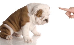 kutyaneveles-1170x725 kutyaneveles-1170x725