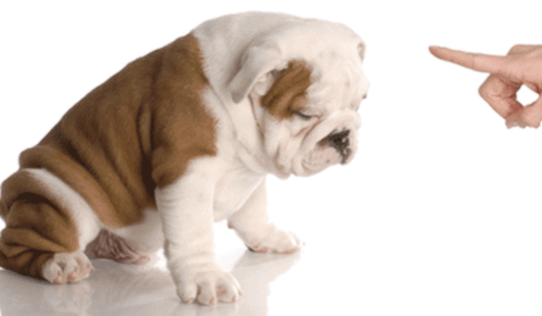 kutyaneveles-1170x725 kutyaneveles-1170x725