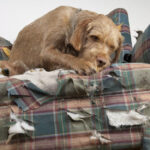 Szeparációs szorongás