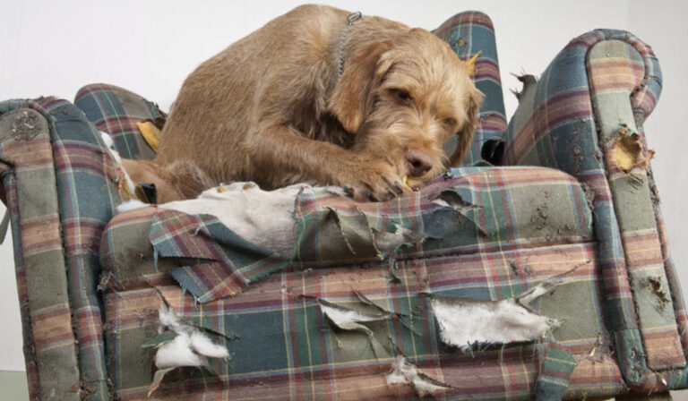 viselkedesi-problemak-kezelese-1170x725 viselkedesi-problemak-kezelese-1170x725