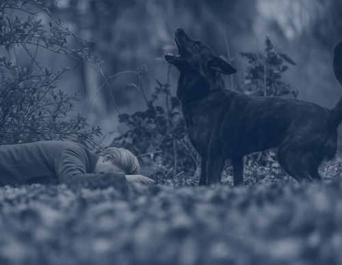 dogplusz 334